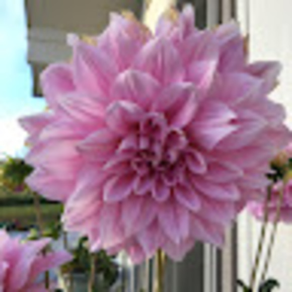 Meet your Posher, Lily - Picture 1 of 1